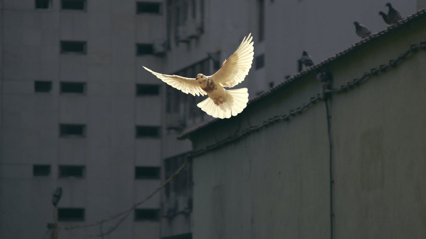 Eine Taube fliegt in einem Innenhof eines Hochhauses